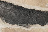 Fossil Gar (Lepisosteus) From Wyoming - Spectacular Scales! #206437-3